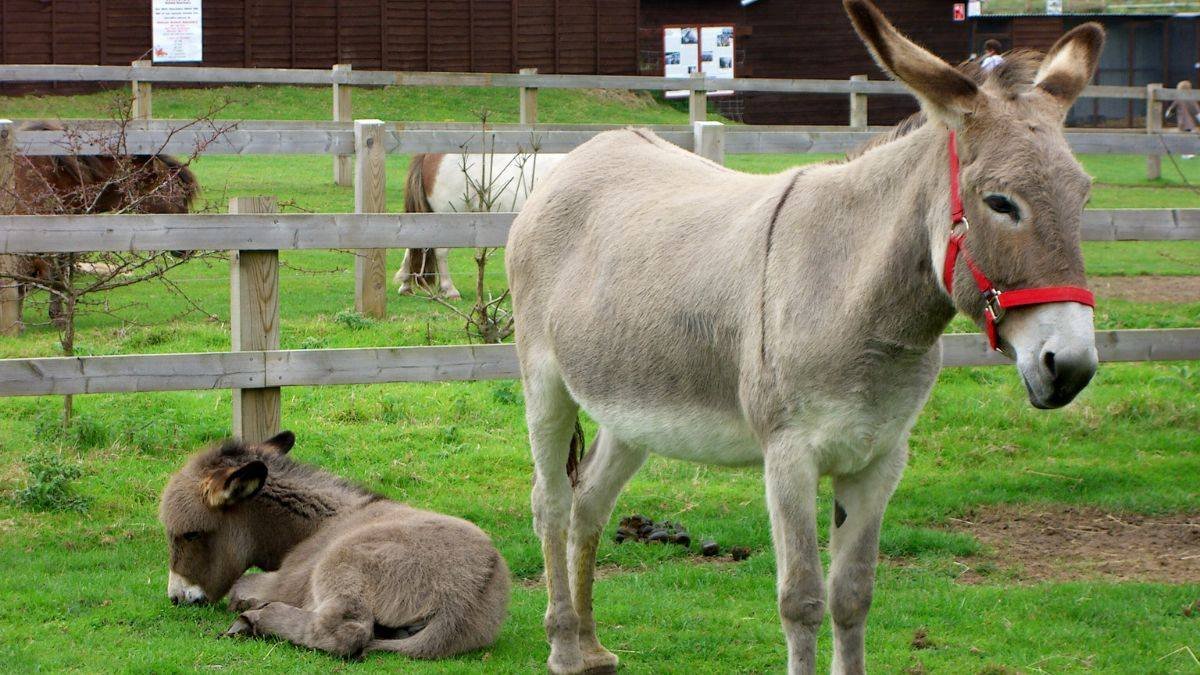 Donkey Farming गाढव पालन :गाढवाच्या दुधाचे फायदे आणि व्यवसाय