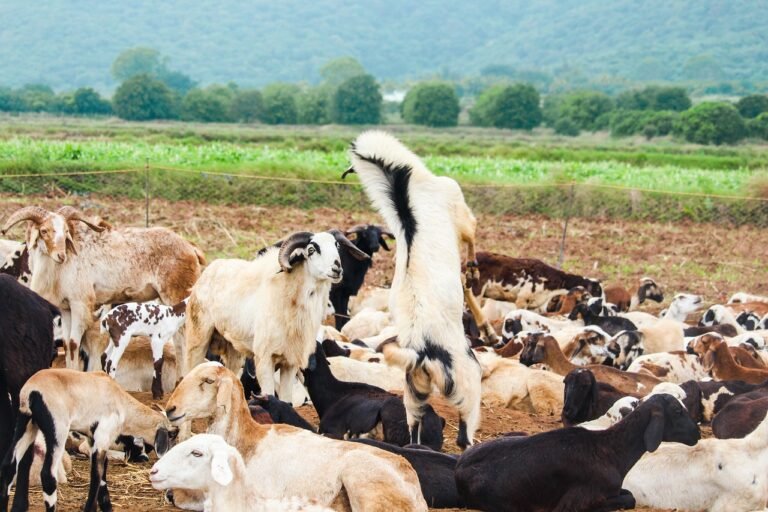 Goat Farming शेळीपालन