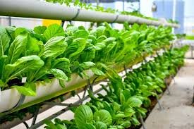 हायड्रोपोनिक शेती कशी सुरू करावी याचे नवीन शेतकऱ्यांना मार्गदर्शन
