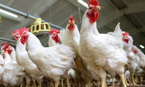 Poultry Farming कुकूट पालन व्यवसाय विषयी सर्व माहिती