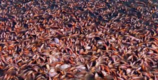 Fish Farming मत्स्यपालन