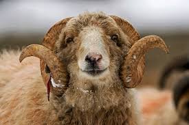 Gaddi Sheep information गद्दीमेंढी बद्दल माहिती