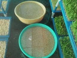 हायड्रोपोनिक चारा ( कृषि क्षेत्रातील नवीन क्रांती ) Hydroponic Fodder
