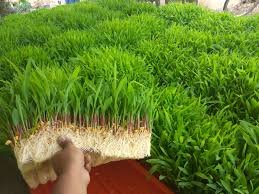 हायड्रोपोनिक चारा ( कृषि क्षेत्रातील नवीन क्रांती ) Hydroponic Fodder