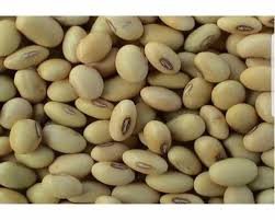 Soybean Varieties : भारतासाठी प्रसारित वैशिष्ट्यपूर्ण सोयाबीन वाण