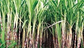Sugarcane Management : उसामध्ये योग्य पद्धतीने आंतरपिकांची निवड