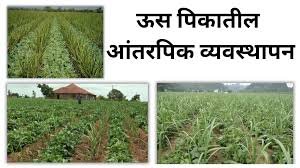 Sugarcane Management : उसामध्ये योग्य पद्धतीने आंतरपिकांची निवड
