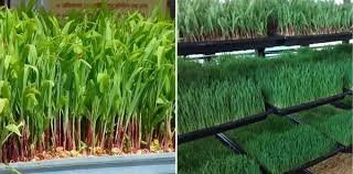 हायड्रोपोनिक चारा ( कृषि क्षेत्रातील नवीन क्रांती ) Hydroponic Fodder