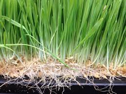 हायड्रोपोनिक चारा ( कृषि क्षेत्रातील नवीन क्रांती ) Hydroponic Fodder