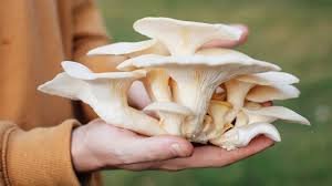 Oyster Mushroom धिंगरी मशरूम लागवडी बद्दल माहिती