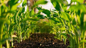 Organic Farming : सेंद्रिय शेतीची माहिती आणि फायदे २०२५