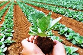 Organic Farming : सेंद्रिय शेतीची माहिती आणि फायदे २०२५