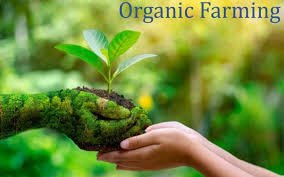 Organic Farming : सेंद्रिय शेतीची माहिती आणि फायदे २०२५