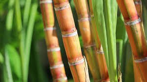 sugarcane|नियोजन साखर उतारा वाढविण्याचे २०२५