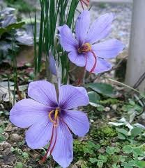 Saffron Farming : केसर शेती माहिती व मार्गदर्शन 2025