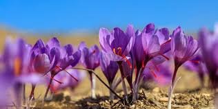 Saffron Farming : केसर शेती माहिती व मार्गदर्शन 2025