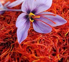 Saffron Farming : केसर शेती माहिती व मार्गदर्शन 2025