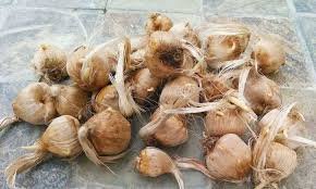 Saffron Farming : केसर शेती माहिती व मार्गदर्शन 2025