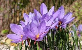 Saffron Farming : केसर शेती माहिती व मार्गदर्शन 
