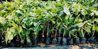 तीन कोटी 20 लाख कलमे -रोपांची उपलब्धता २०२५ 