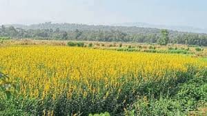 तागाची (jute)शेती व त्याचे फायदे २०२५