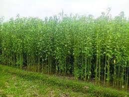 तागाची (jute)शेती व त्याचे फायदे २०२५