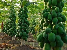 Papaya Farming|खानदेशात पपईची चांगली वाढ