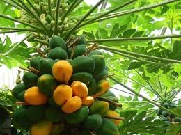 Papaya Farming|खानदेशात पपईची चांगली वाढ
