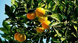 Citrus Fruit|मोसंबी फळपिकासाठी विमा योजना 2025