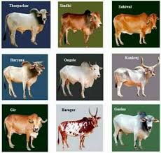 Sonkheri Cow|शेतीकामासाठी कणखर सोनखेरी गोवंश