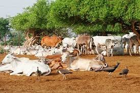 Sonkheri Cow|शेतीकामासाठी कणखर सोनखेरी गोवंश