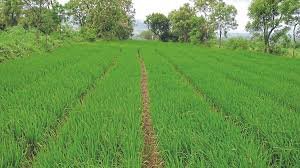 Rice Production|भात निर्मितीसाठी नवे  तंत्रज्ञान