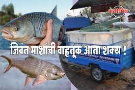 जिवंत माशांच्या वाहतुकीसाठी स्मार्ट कॅरी बॅग