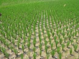 Rice Production|भात निर्मितीसाठी नवे तंत्रज्ञान